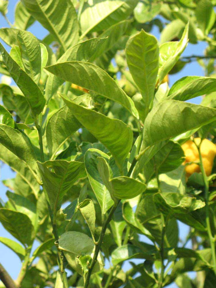              Sun leaves (Riverside, CA)       